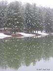 pines